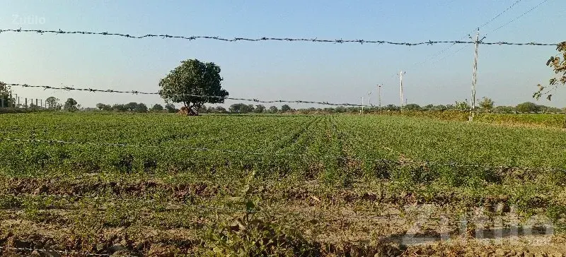Fenced Agricultural Plot 2.5 Rod Tach Land - જમીન અને પ્લોટ - મીઠાપુર - Image 2