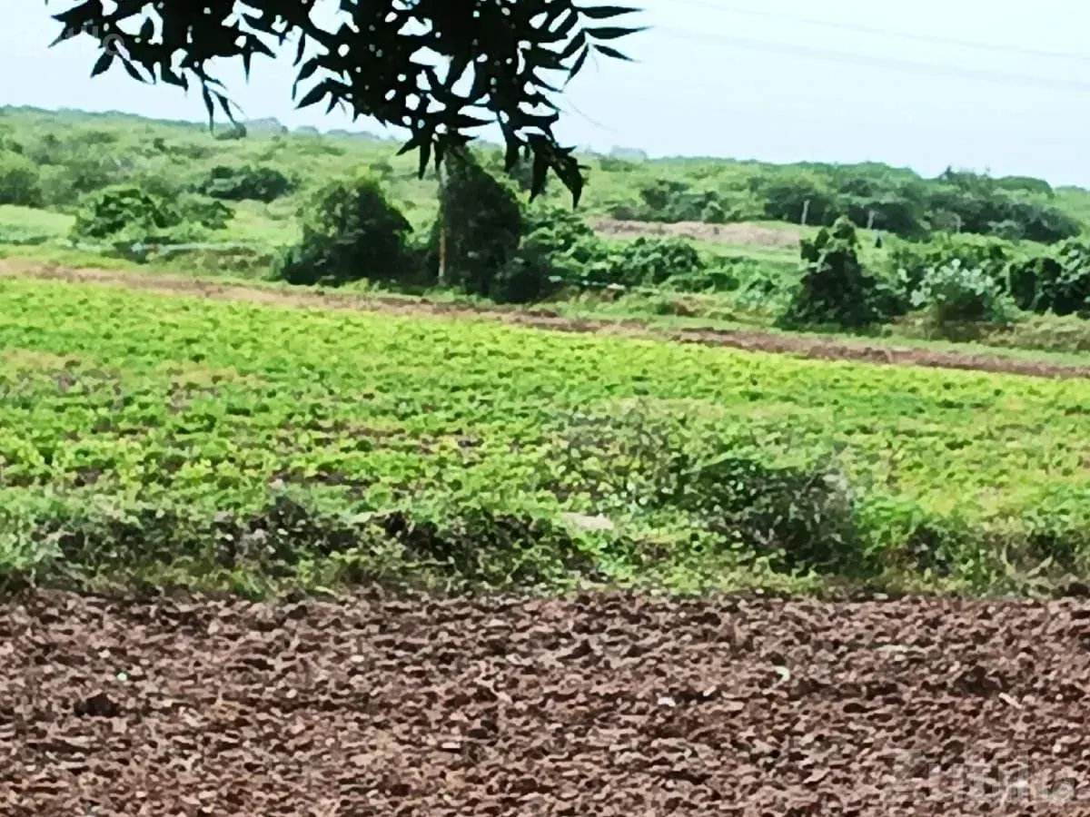16.5 Vigha Fertile Farm Land Plot - જમીન અને પ્લોટ - ખંભાળિયા - Image 3