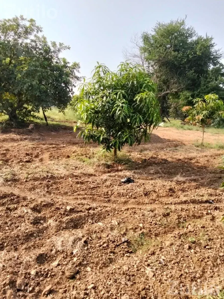 45 Vigha Agricultural Land with Mango Orchard - જમીન અને પ્લોટ - જામજોધપુર - Image 3