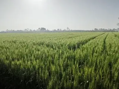 જમીન વેચવાની છે જમીન વેચવાની છે