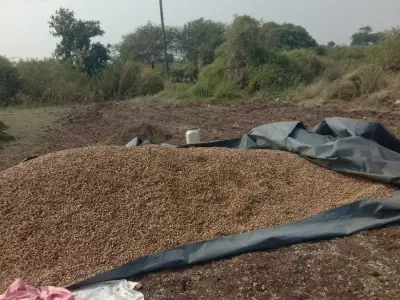 જમીન વેશવાની છે