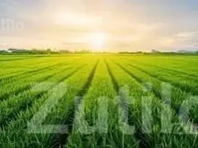 Fertile Agricultural Land Wanted Fertile Agricultural Land Wanted