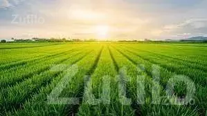 Fertile Agricultural Land Wanted - Land & Plots - Rajkot City - Image 1