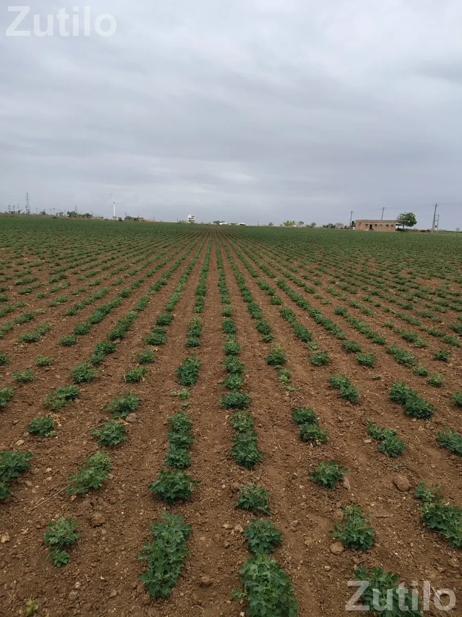 Jamin - જમીન અને પ્લોટ - ખંભાળિયા - Image 3