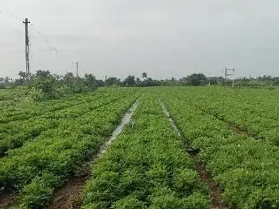 Fertile Agricultural Land in Keshod