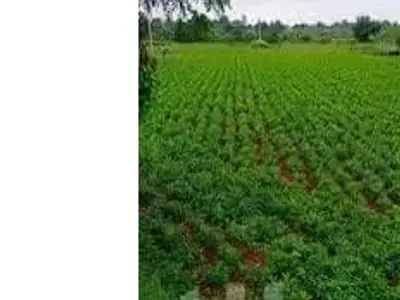 Gondal 10 Bigha Fertile Agriculture Land Gondal 10 Bigha Fertile Agriculture Land