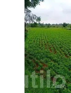 Gondal 10 Bigha Fertile Agriculture Land - જમીન અને પ્લોટ - ગોંડલ - Image 1