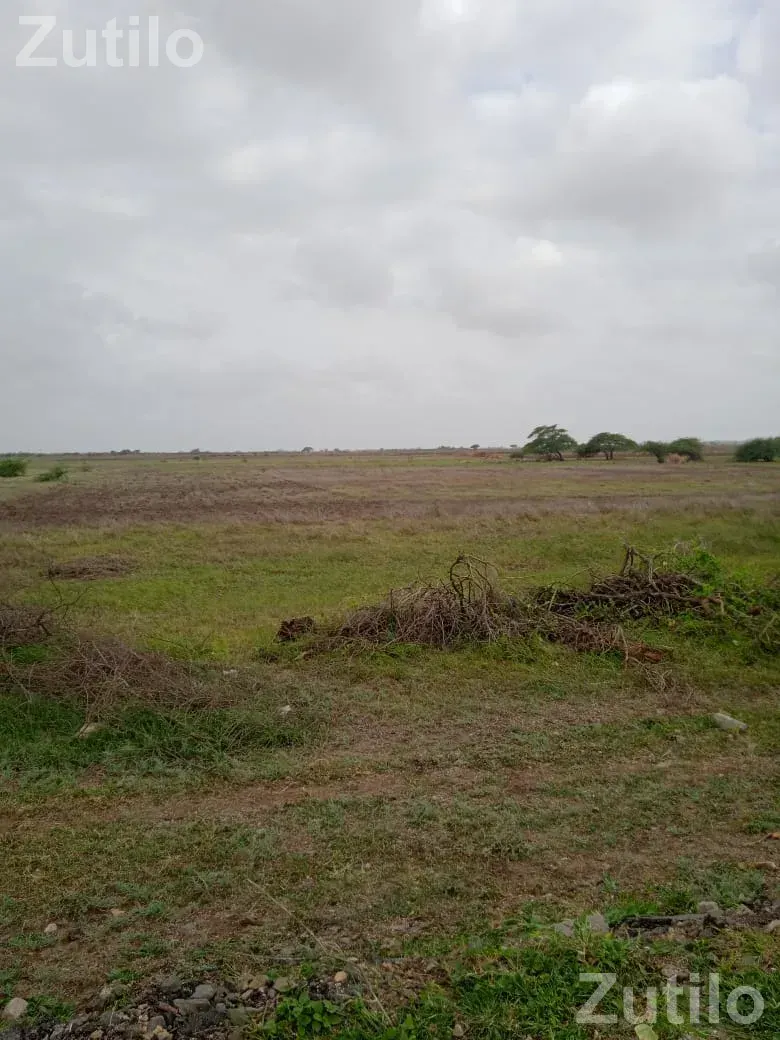 Jamin vechvani che area ranavav taluka vistar gam nerana , areda - Land & Plots - Ranavav - Image 2
