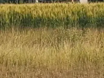 Fertile Agricultural Land in Talala Fertile Agricultural Land in Talala