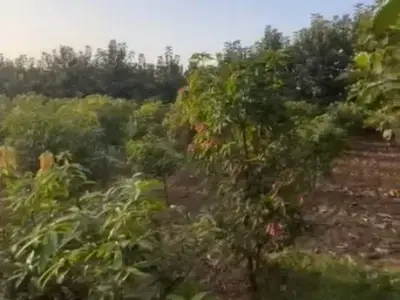 14 Guntha Agricultural Land in Khutej Village