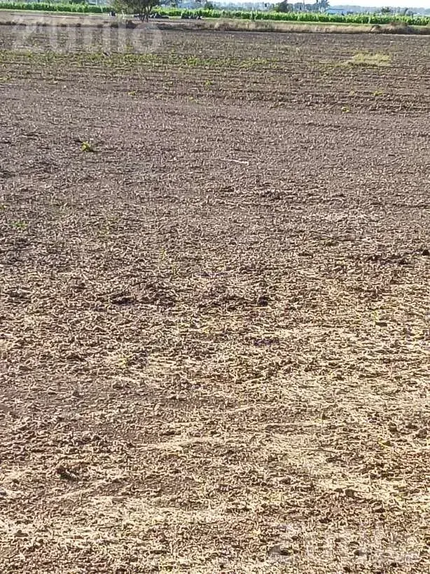 Agricultural Land for Sale Near Bhogat - Land & Plots - Kalyanpur - Image 3