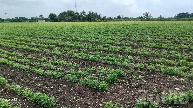 Green Agricultural Land with Well, Sutrapada - જમીન અને પ્લોટ - સુત્રાપાડા - Image 3
