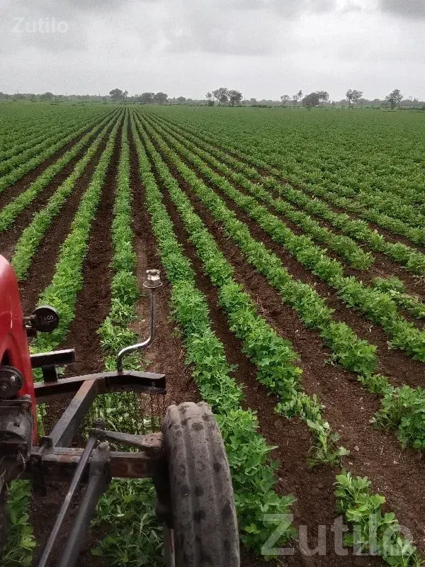Jamjodhpur Fertile Irrigated Farm Land - જમીન અને પ્લોટ - જામજોધપુર - Image 3