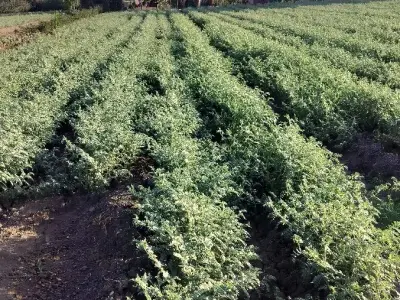 જામીન વેચવાની છે જામીન વેચવાની છે