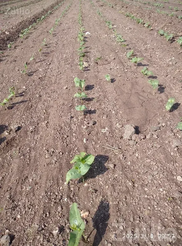 Jamjodhpur Fertile Agricultural Land Plot - જમીન અને પ્લોટ - જામજોધપુર - Image 2