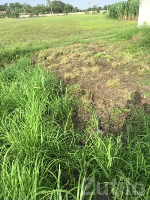 Fertile Agricultural Land for Lease - જમીન અને પ્લોટ - જામજોધપુર - Image 2