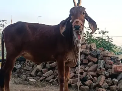 વાશડી
૧૨૦૦૦ વાશડી
૧૨૦૦૦