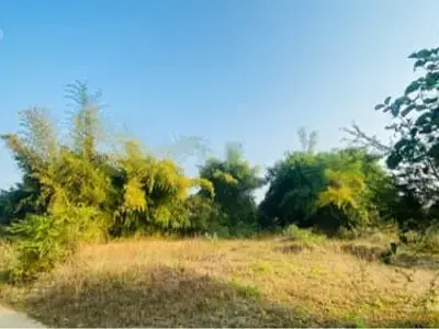 વાસ બંબૂ વાસ બંબૂ