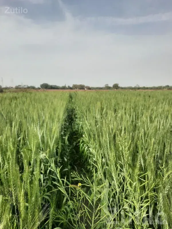 Fertile Agricultural Land in Jamjodhpur - જમીન અને પ્લોટ - જામજોધપુર - Image 2