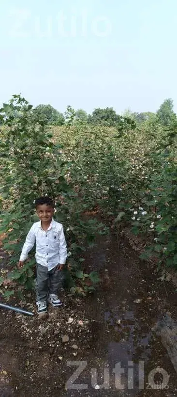 12.30 Vigha Road Touch Agricultural Land - જમીન અને પ્લોટ - રાજકોટ શહેર - Image 4