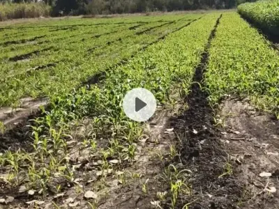 6 Bigha Agricultural Land for Sale 6 Bigha Agricultural Land for Sale
