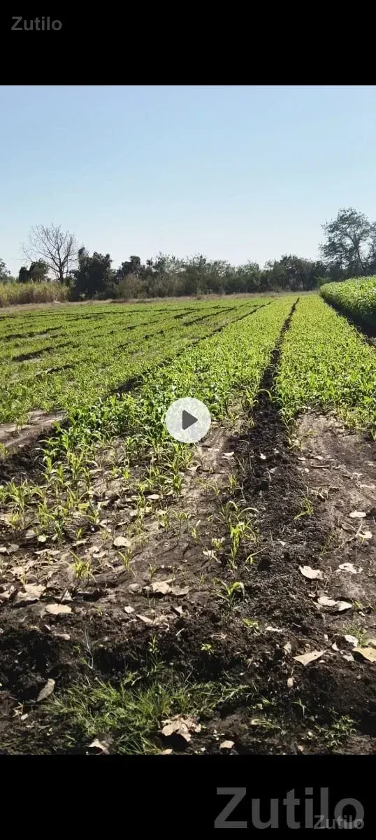 6 Bigha Agricultural Land for Sale - Land & Plots - Kodinar - Image 1