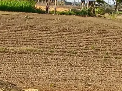 Agricultural Land for Sale Near Bhogat Agricultural Land for Sale Near Bhogat