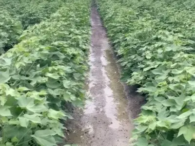 Farm Labour Job for 20 Workers Farm Labour Job for 20 Workers