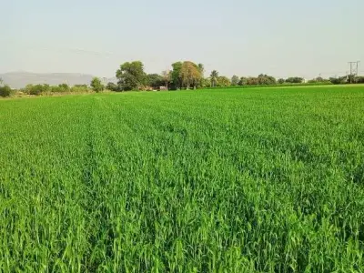 Road Touch Agricultural Land for Sale Road Touch Agricultural Land for Sale