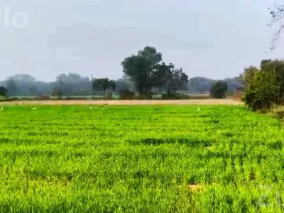 2 Vigha Land for Sale Near Kathlal Highway 2 Vigha Land for Sale Near Kathlal Highway