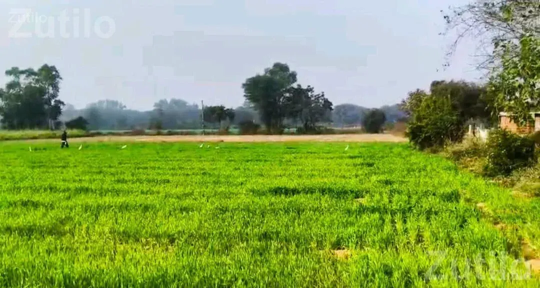 2 Vigha Land for Sale Near Kathlal Highway - Land & Plots - Kapadvanj - Image 1
