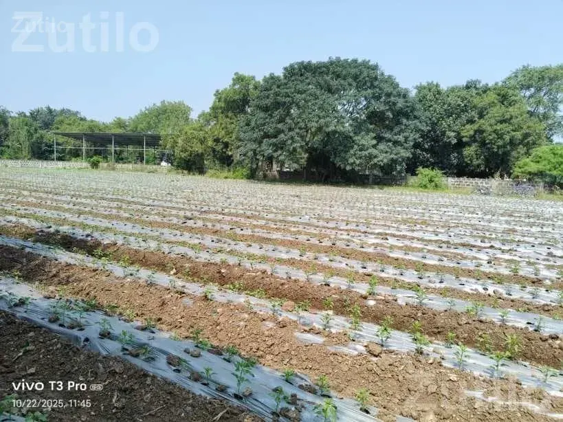 5.5 Vigha Agricultural Land for Sale - Land & Plots - Bagasara - Image 3