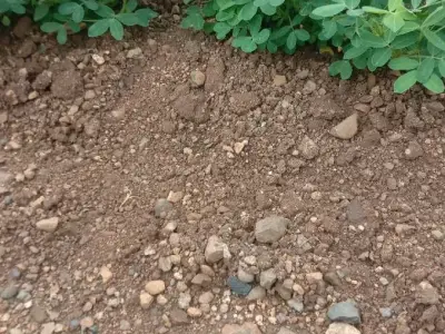Fertile Agricultural Land for Rent Fertile Agricultural Land for Rent
