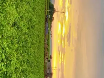 10 Vigha Green Farmland Near Amreli 10 Vigha Green Farmland Near Amreli