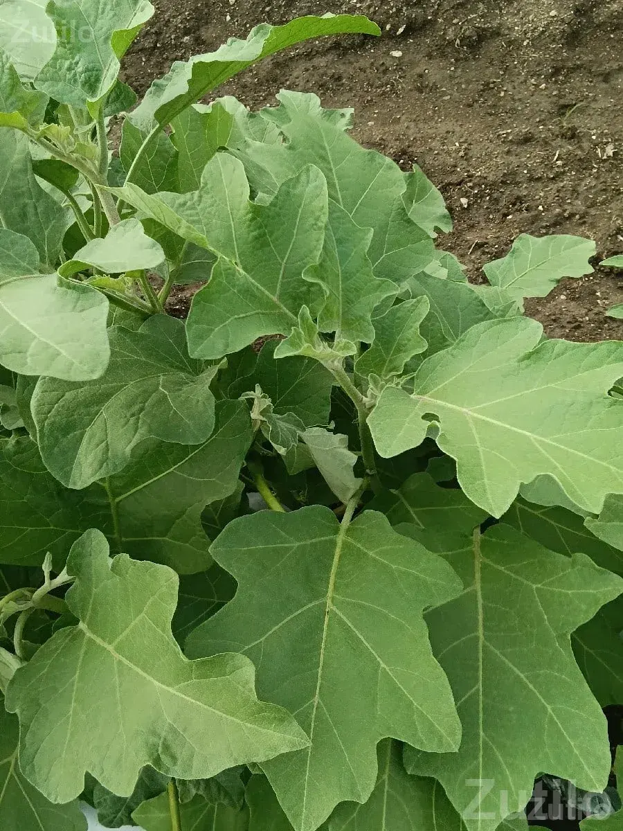 Fertile Agriculture Land for Sale Kalavad - જમીન અને પ્લોટ - કલાવડ - Image 2