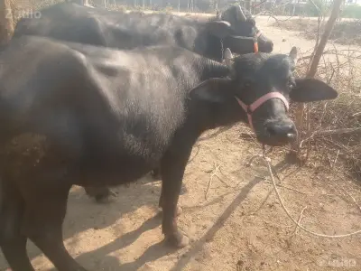 વિજયપરમાર વિજયપરમાર
