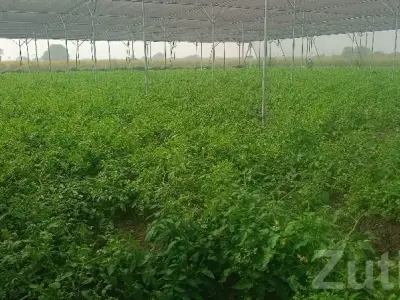 Greenhouse Farm Work Helper Needed Greenhouse Farm Work Helper Needed