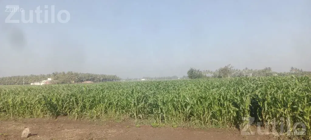 Agricultural Land with Standing Maize Crop - Land & Plots - Mangrol - Image 5