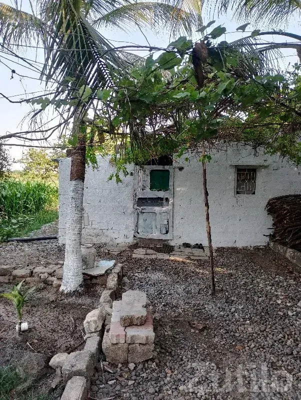 Green Agricultural Land with Coconut Trees - Land & Plots - Vanthali - Image 2
