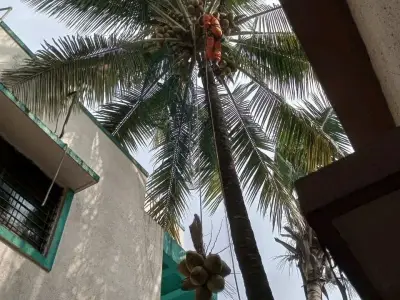 Coconut Tree Climbing and Cutting Service Coconut Tree Climbing and Cutting Service