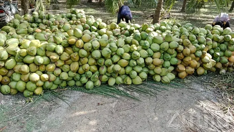 Coconut Orchard for Yearly Lease - Land & Plots - Mangrol - Image 3