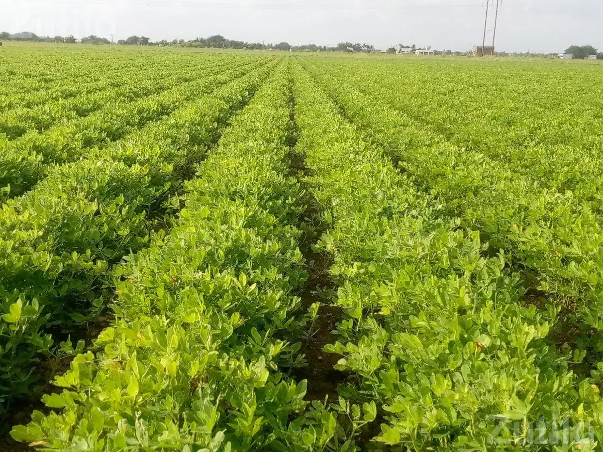 14 Vigha Agricultural Land for Sale - Land & Plots - Porbandar City - Image 3