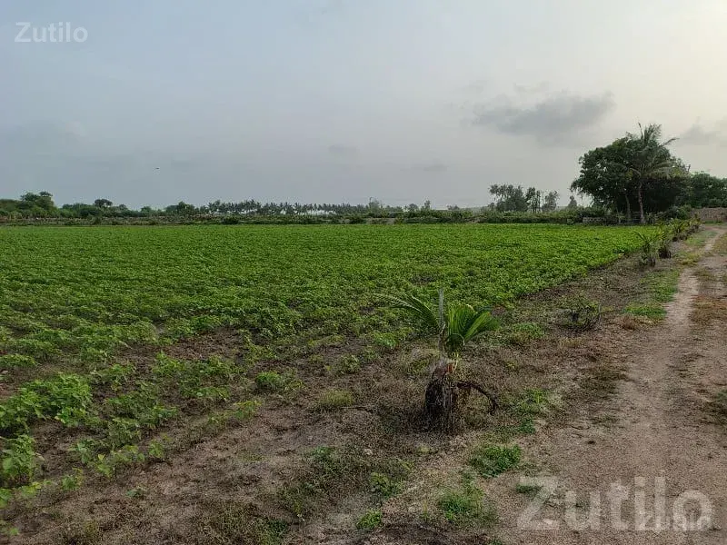 Road Touch Agricultural Plot Kodinar - જમીન અને પ્લોટ - કોડીનાર - Image 3