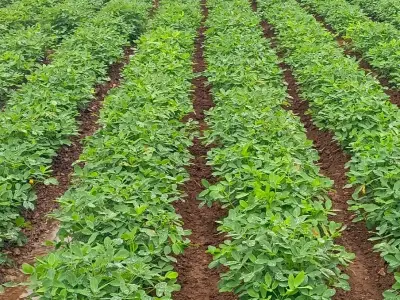 Fertile Agricultural Land 17.4 Vigha Fertile Agricultural Land 17.4 Vigha