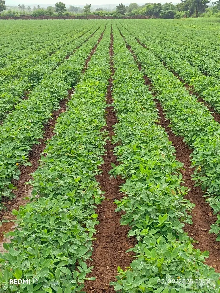 Fertile Agricultural Land 17.4 Vigha - જમીન અને પ્લોટ - જામજોધપુર - Image 1