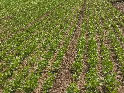 Fertile Agricultural Land for Sale Fertile Agricultural Land for Sale