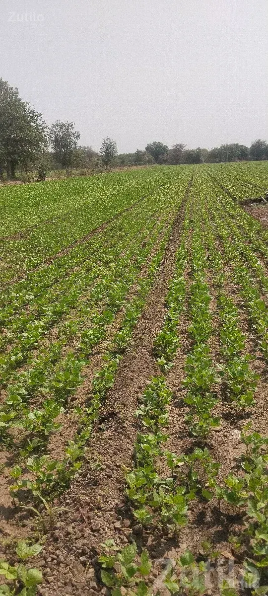 Fertile Agricultural Land for Sale - જમીન અને પ્લોટ - મેન્ડરડા - Image 1