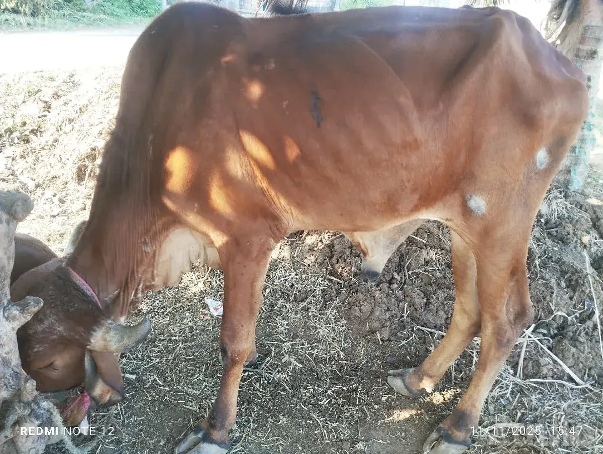 Green Agricultural Farm Land for Sale - જમીન અને પ્લોટ - કોડીનાર - Image 3