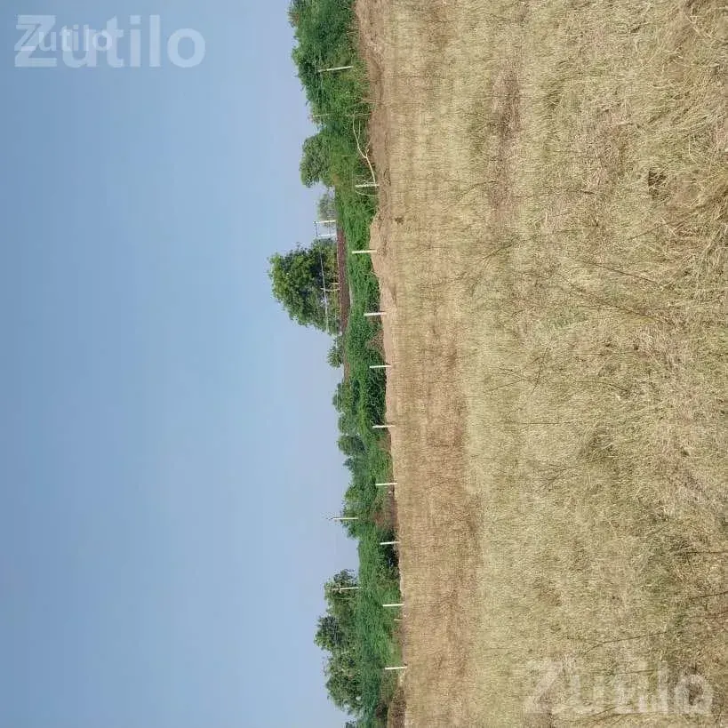 9 Vigha Agricultural Land with Water and Fencing - જમીન અને પ્લોટ - કુંકવાવ - Image 4