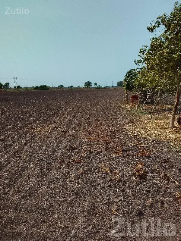 Fertile Agricultural Land Plot for Sale - જમીન અને પ્લોટ - માણાવદર - Image 2